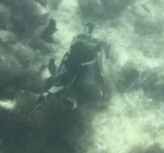 Lactophrys triqueter