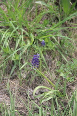 Muscari neglectum