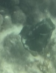 Lactophrys triqueter