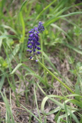 Muscari neglectum