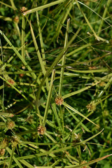 Cyperus metzii