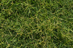 Cyperus metzii