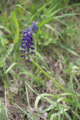 Muscari neglectum