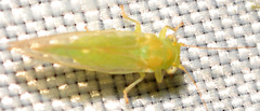 Cacopsylla annulata