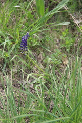 Muscari neglectum