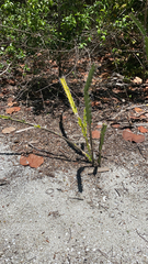 Acanthocereus tetragonus