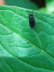 Schizocerella pilicornis