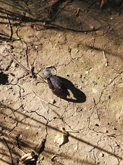 Carabus scabrosus tauricus