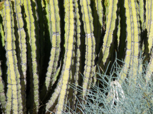Euphorbia virosa subsp. virosa image