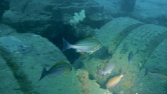 Parapristipoma trilineatum