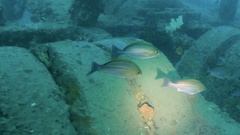 Parapristipoma trilineatum