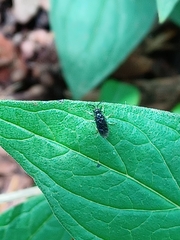 Schizocerella pilicornis