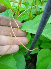 Cuscuta lupuliformis