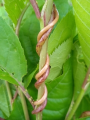 Cuscuta lupuliformis