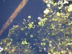 Lemna gibba