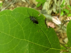Penthe pimelia
