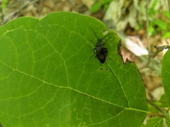 Penthe pimelia