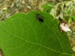 Penthe pimelia