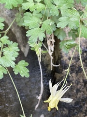 Aquilegia micrantha