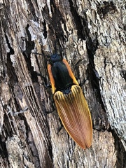 Semiotus luteipennis