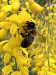 Megachile nigriventris
