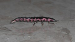 Lampyris nervosa
