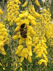 Megachile nigriventris