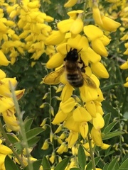 Megachile nigriventris