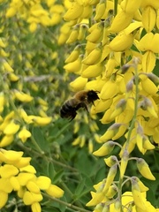 Megachile nigriventris