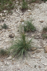 Asphodeline taurica
