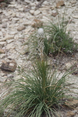 Asphodeline taurica