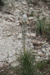Asphodeline taurica