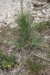 Asphodeline taurica