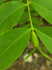 Buckleya distichophylla