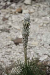 Asphodeline taurica