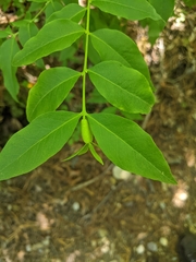Buckleya distichophylla