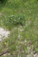 Alopecurus vaginatus