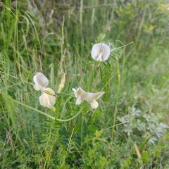 Vicia grandiflora