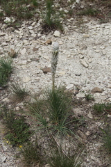 Asphodeline taurica