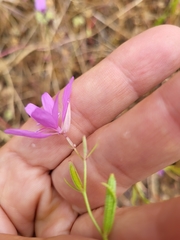 Clarkia biloba