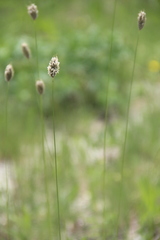 Alopecurus vaginatus