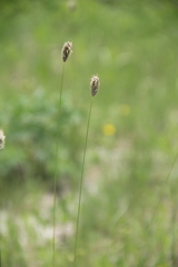 Alopecurus vaginatus