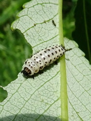 Chrysomela vigintipunctata
