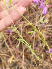 Clarkia biloba
