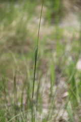 Alopecurus vaginatus
