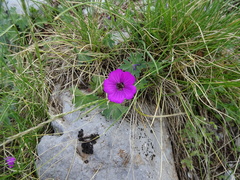 Geranium subcaulescens
