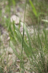 Alopecurus vaginatus