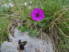 Geranium subcaulescens