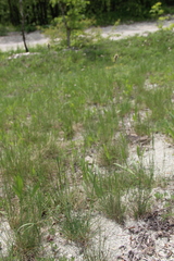 Alopecurus vaginatus