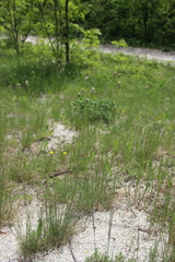 Alopecurus vaginatus